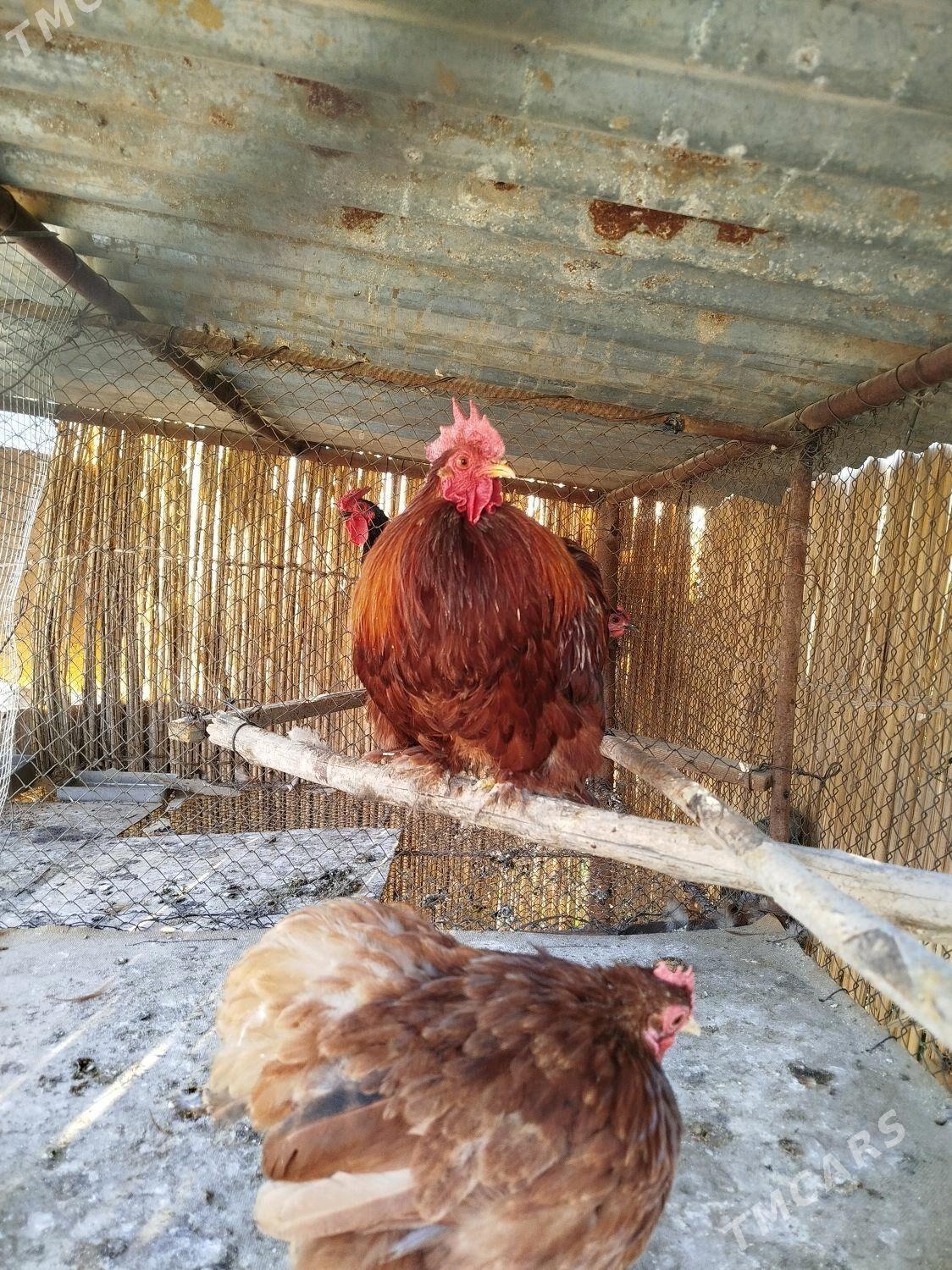 Kohin karlik - Türkmengala - img 2