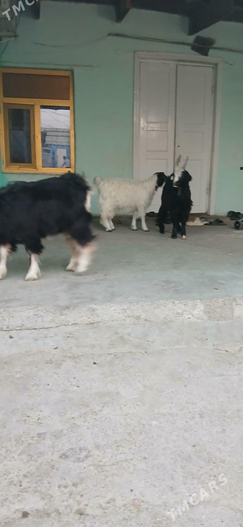 çebiş bakylgy - Hitrowka - img 3