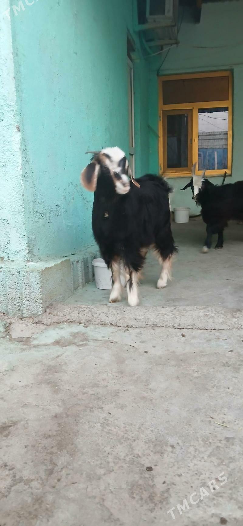 çebiş bakylgy - Hitrowka - img 4