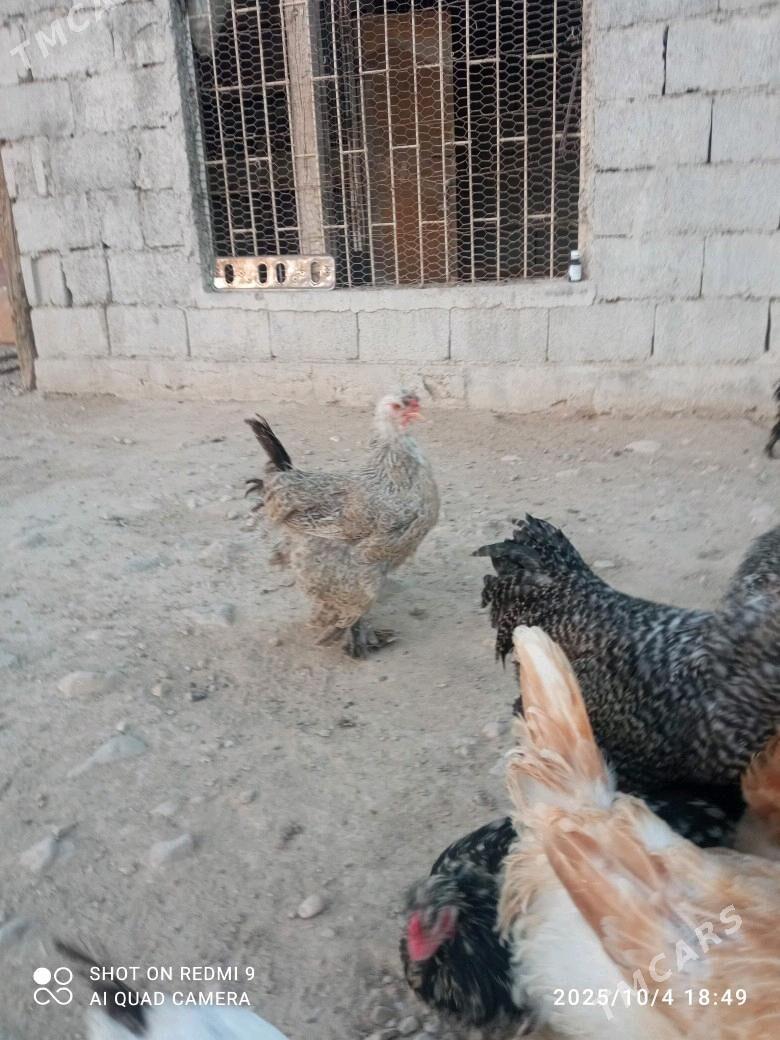 towuk - Балканабат - img 2