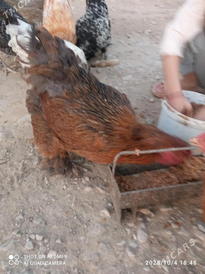 towuk - Балканабат - img 1