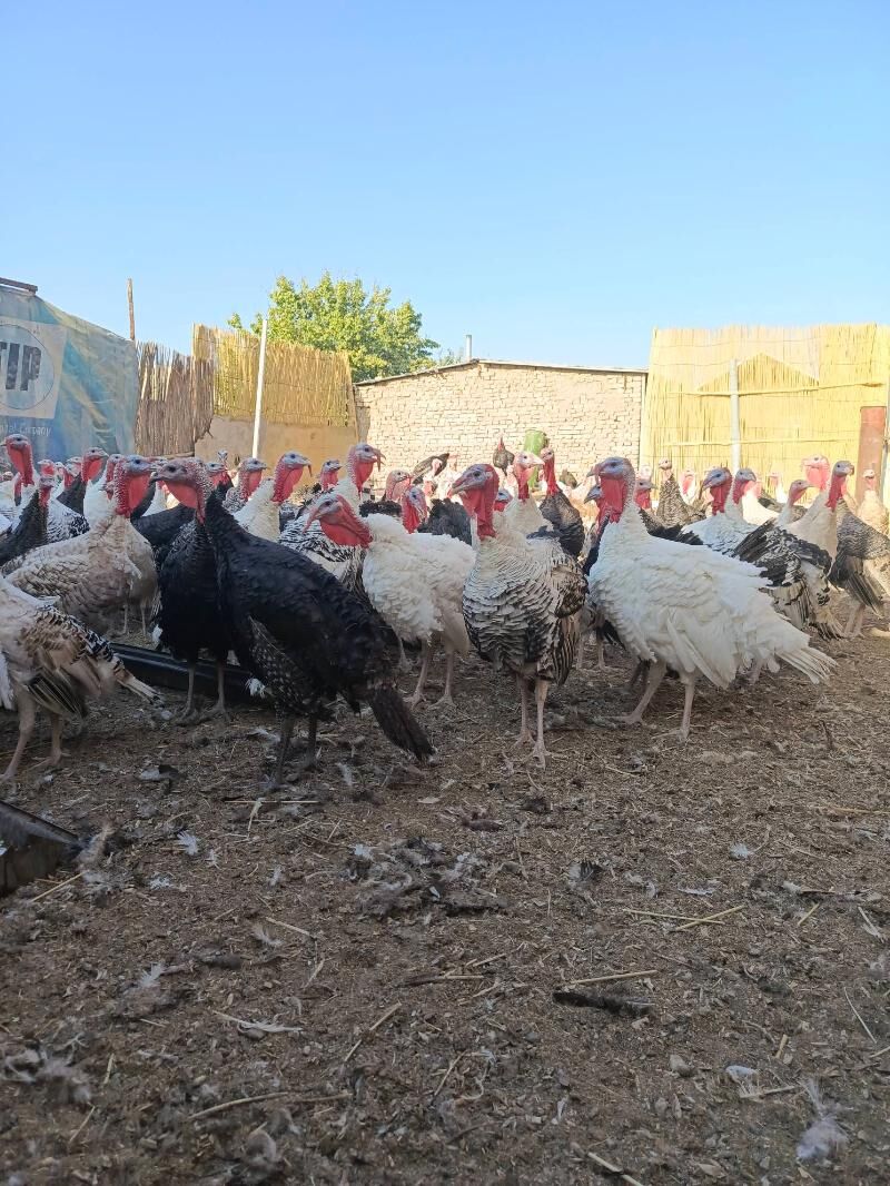 induk - Murgap - img 2