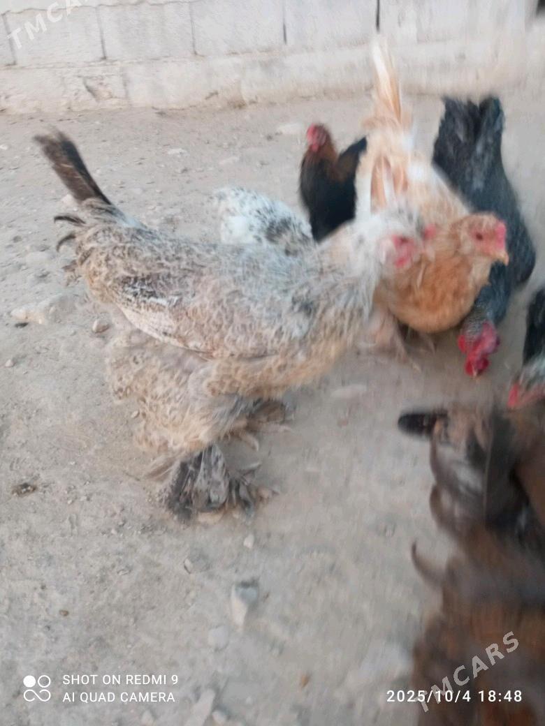 towuk - Балканабат - img 3