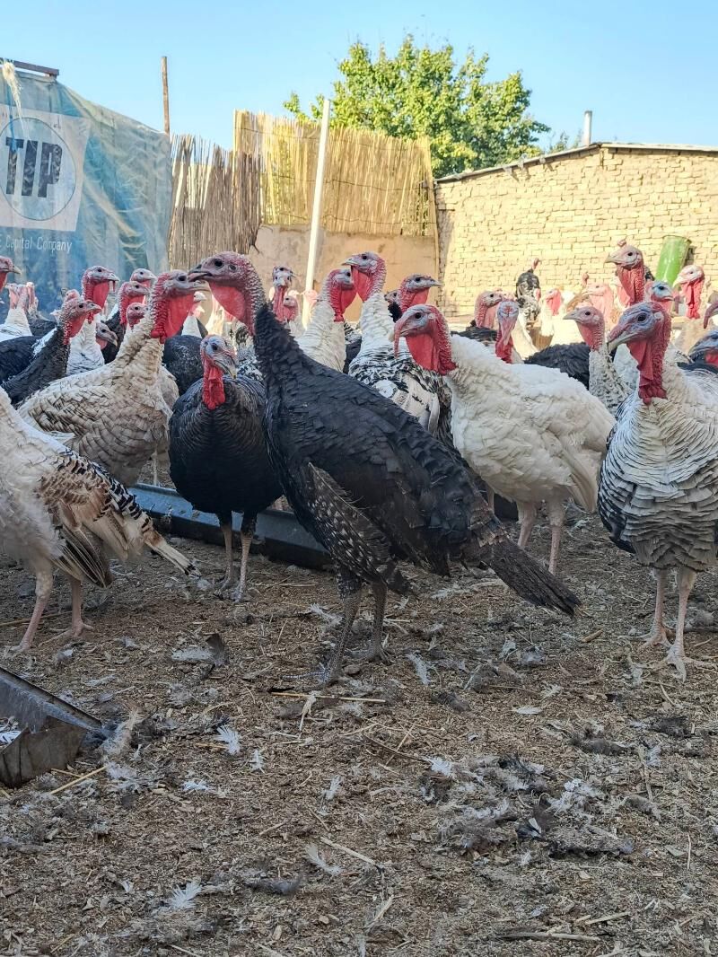 induk - Murgap - img 3