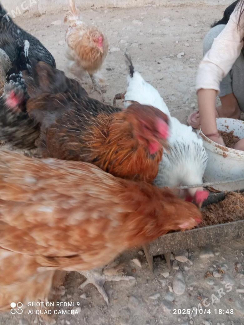 towuk - Балканабат - img 6