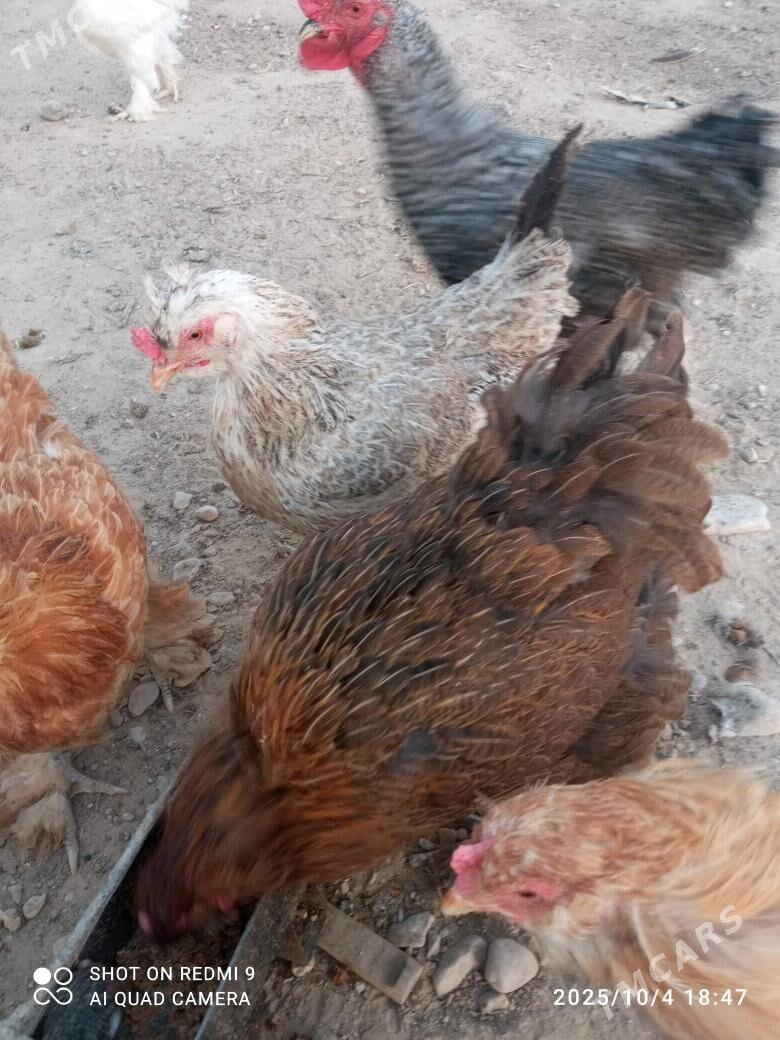 towuk - Балканабат - img 7