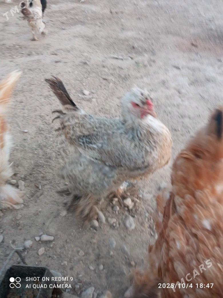 towuk - Балканабат - img 8