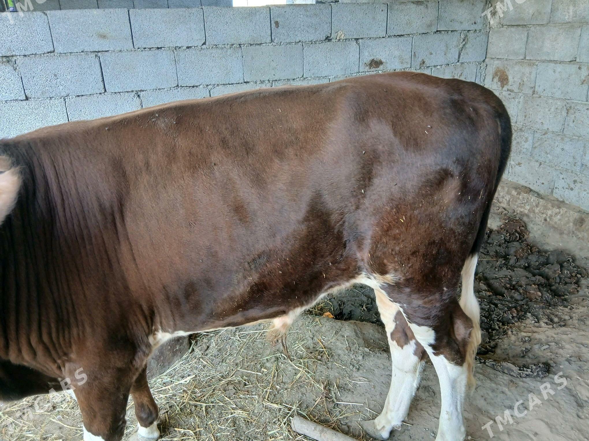 ökuz - Gökdepe - img 2