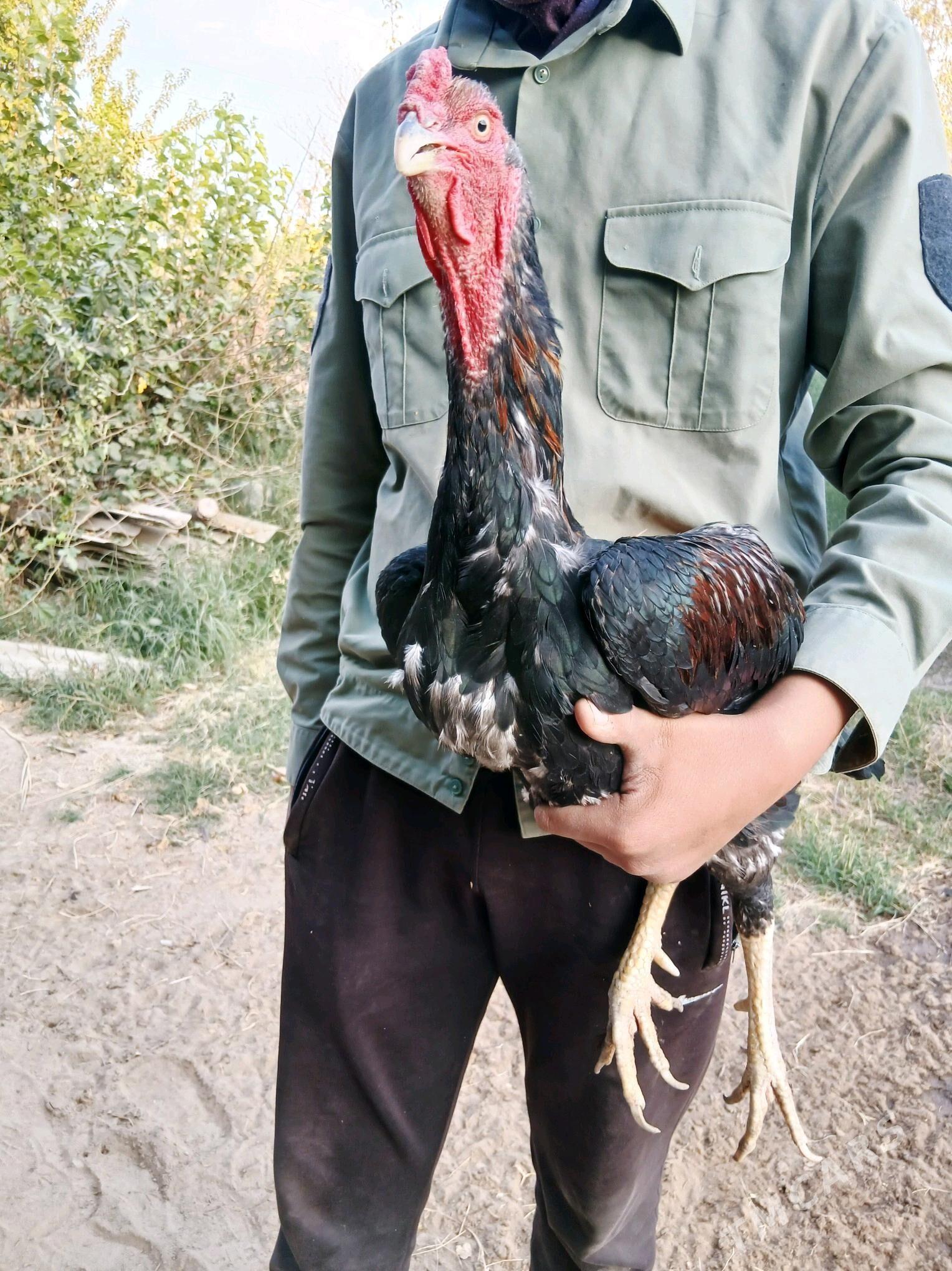 HORAZ - Ходжамбаз - img 1