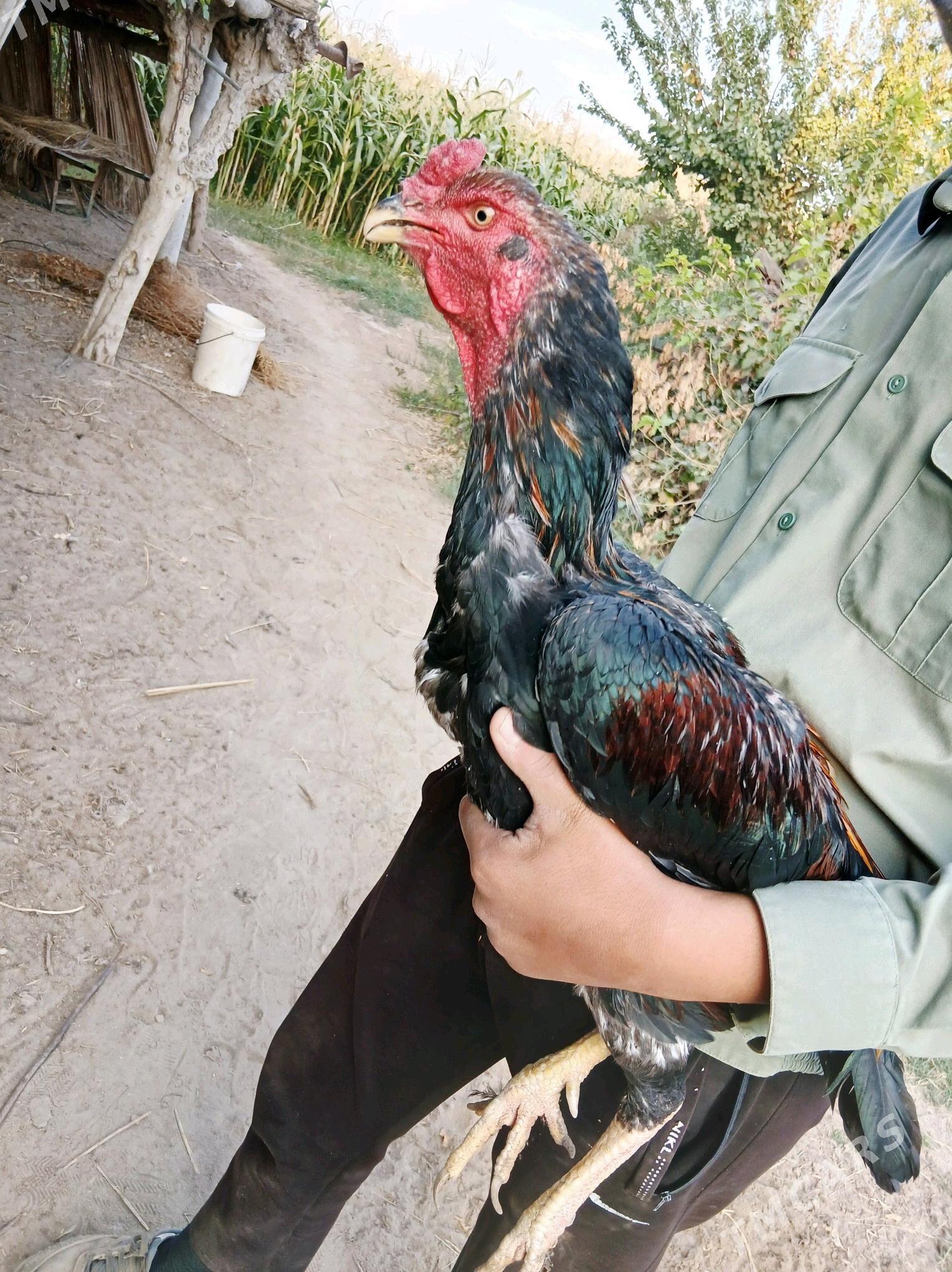 HORAZ - Ходжамбаз - img 2