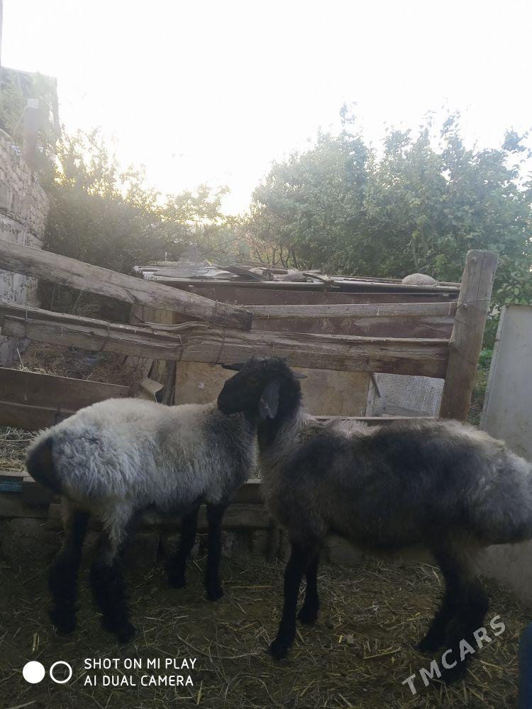 işşek - Ашхабад - img 4