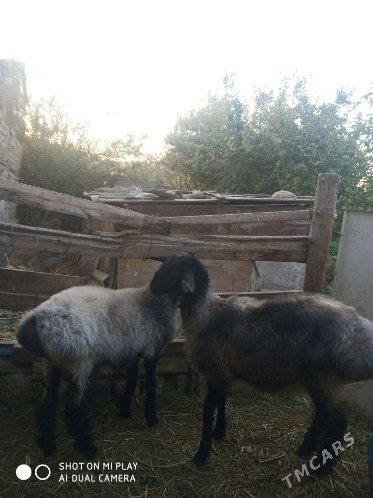 işşek - Ашхабад - img 5