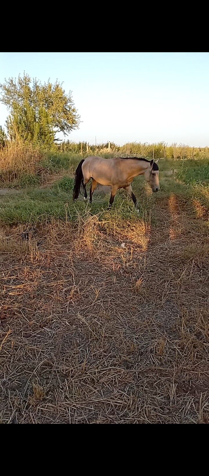 AtAtAtAt - Sakar - img 2