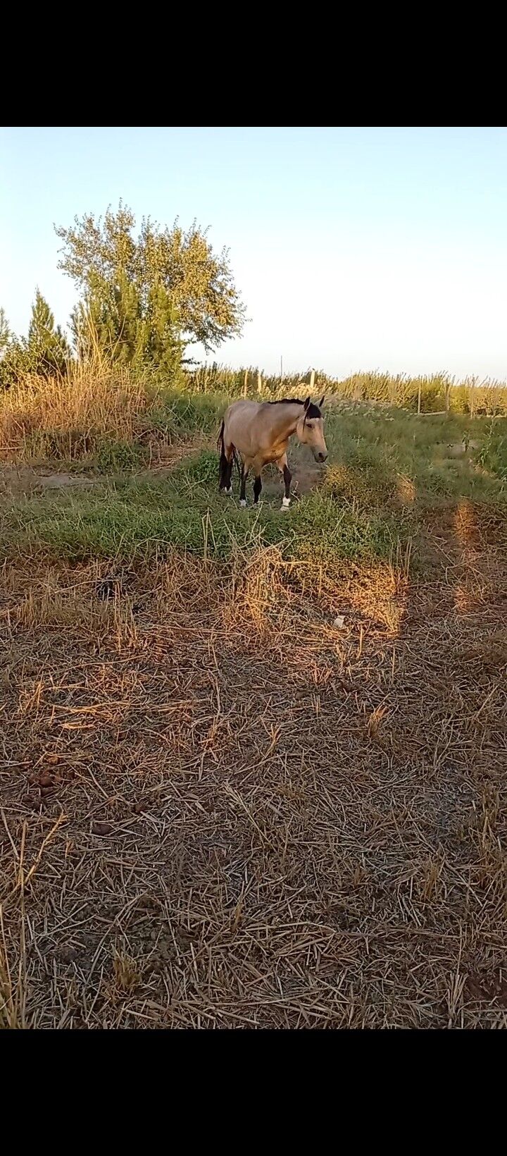 AtAtAtAt - Sakar - img 3