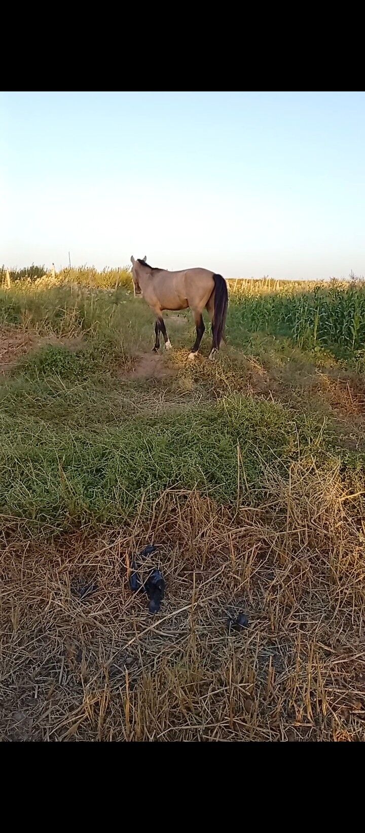 AtAtAtAt - Сакар - img 1