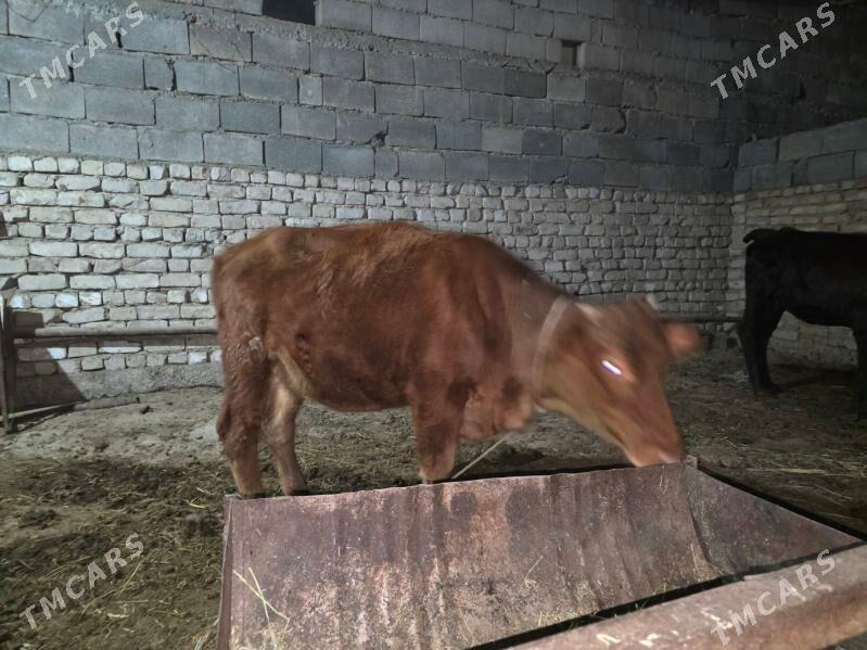 Boylary yeten tuweler - Gökje - img 2