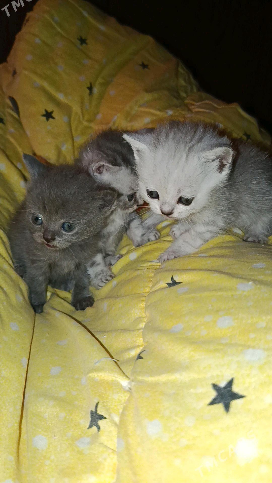 Котята - Туркменабат - img 2