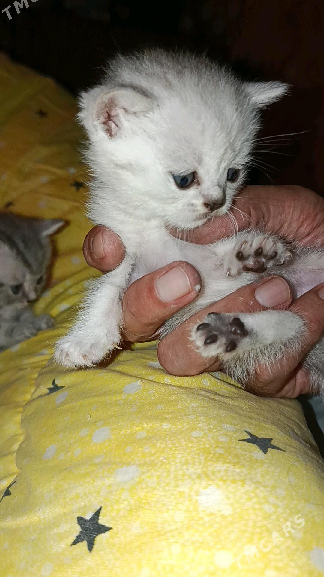 Котята - Туркменабат - img 3