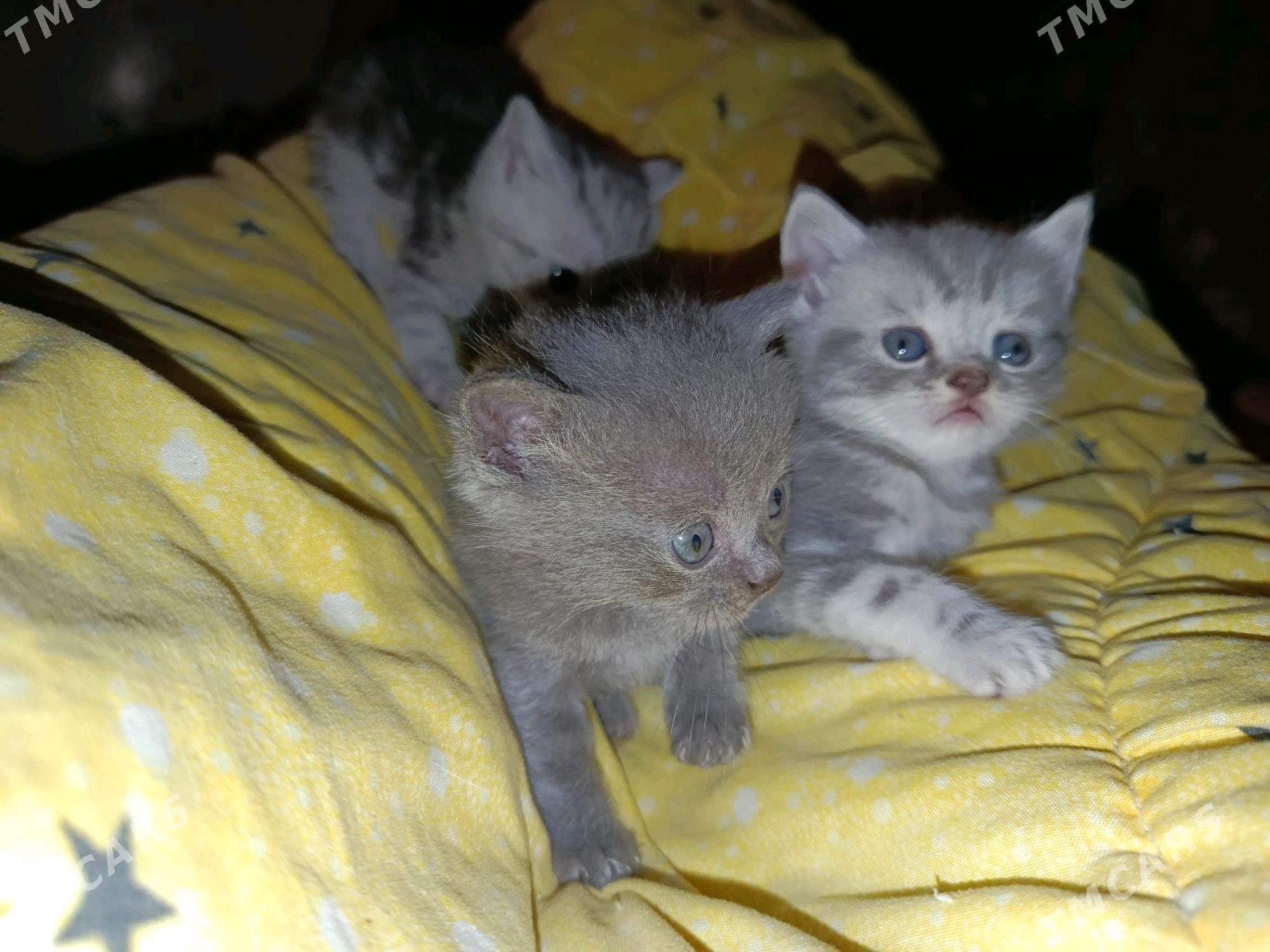 Котята - Туркменабат - img 4