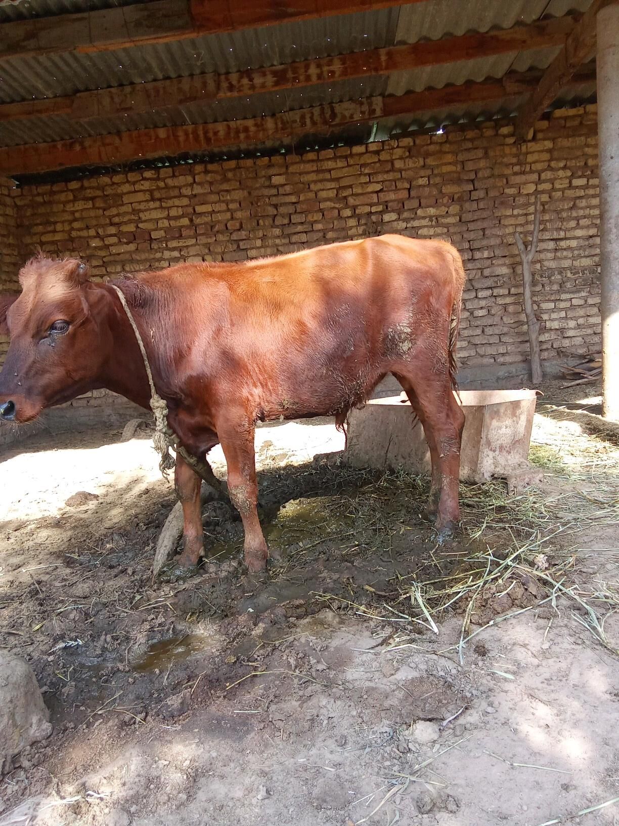 okuz - Бабадайхан - img 5