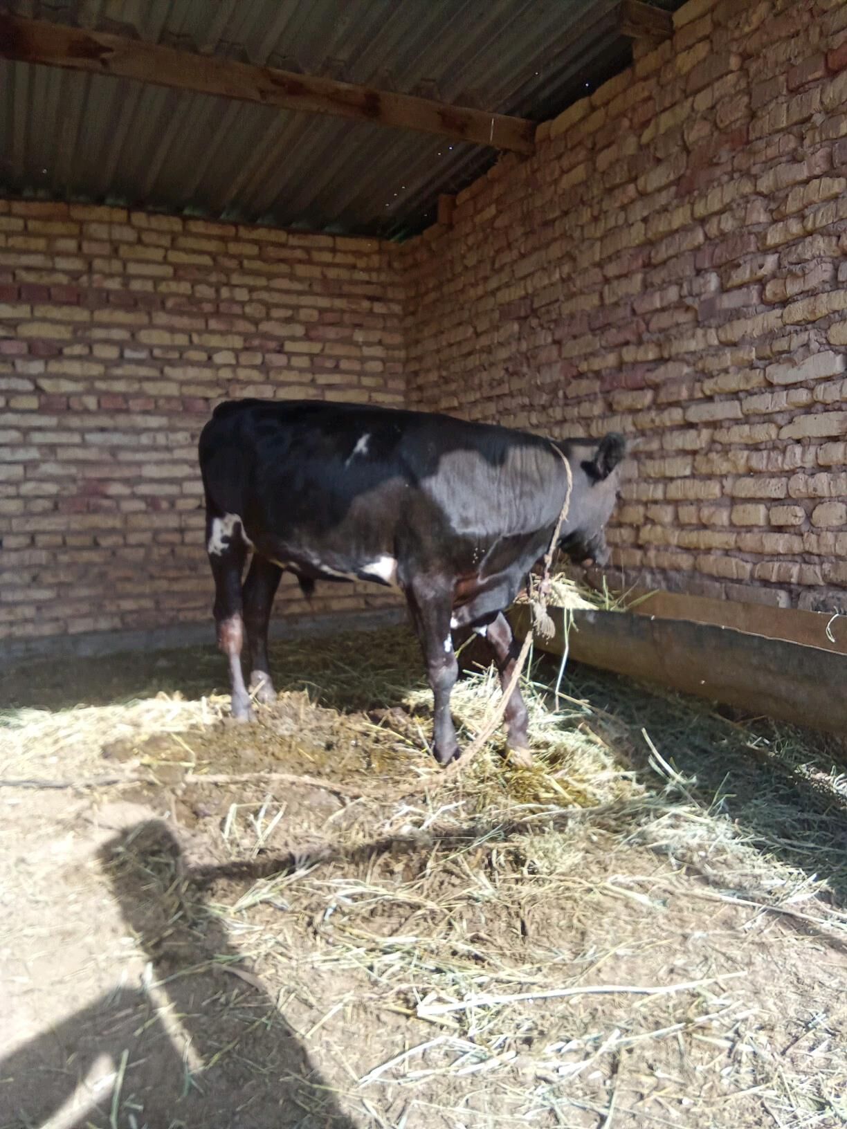 okuz - Бабадайхан - img 6