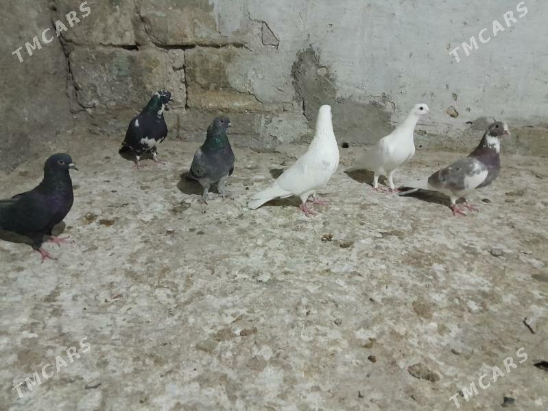 kepderi. - Gyzylarbat - img 2