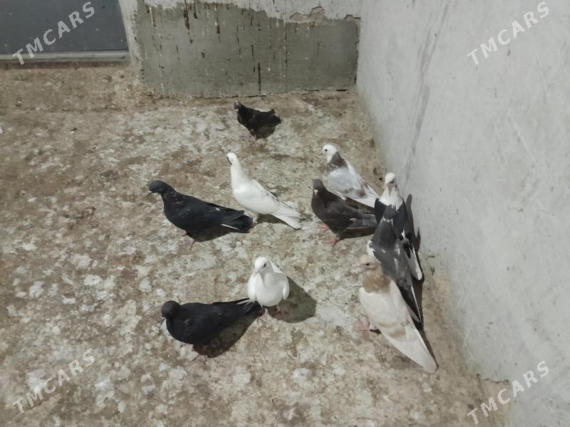 kepderi. - Gyzylarbat - img 2