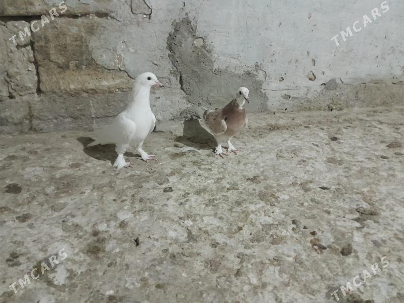 kepderi. - Gyzylarbat - img 2