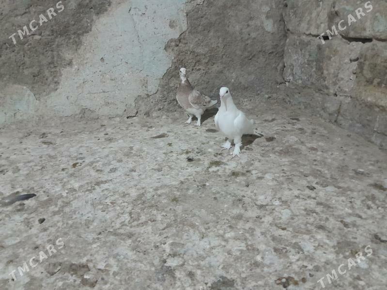 kepderi. - Gyzylarbat - img 3