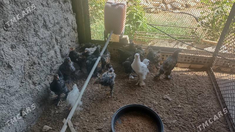 towuk - Гарадамак Шор - img 2