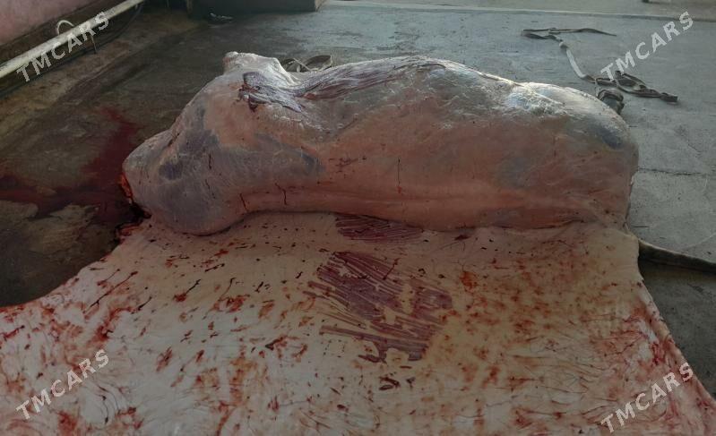 okuz gassap - Çoganly - img 3