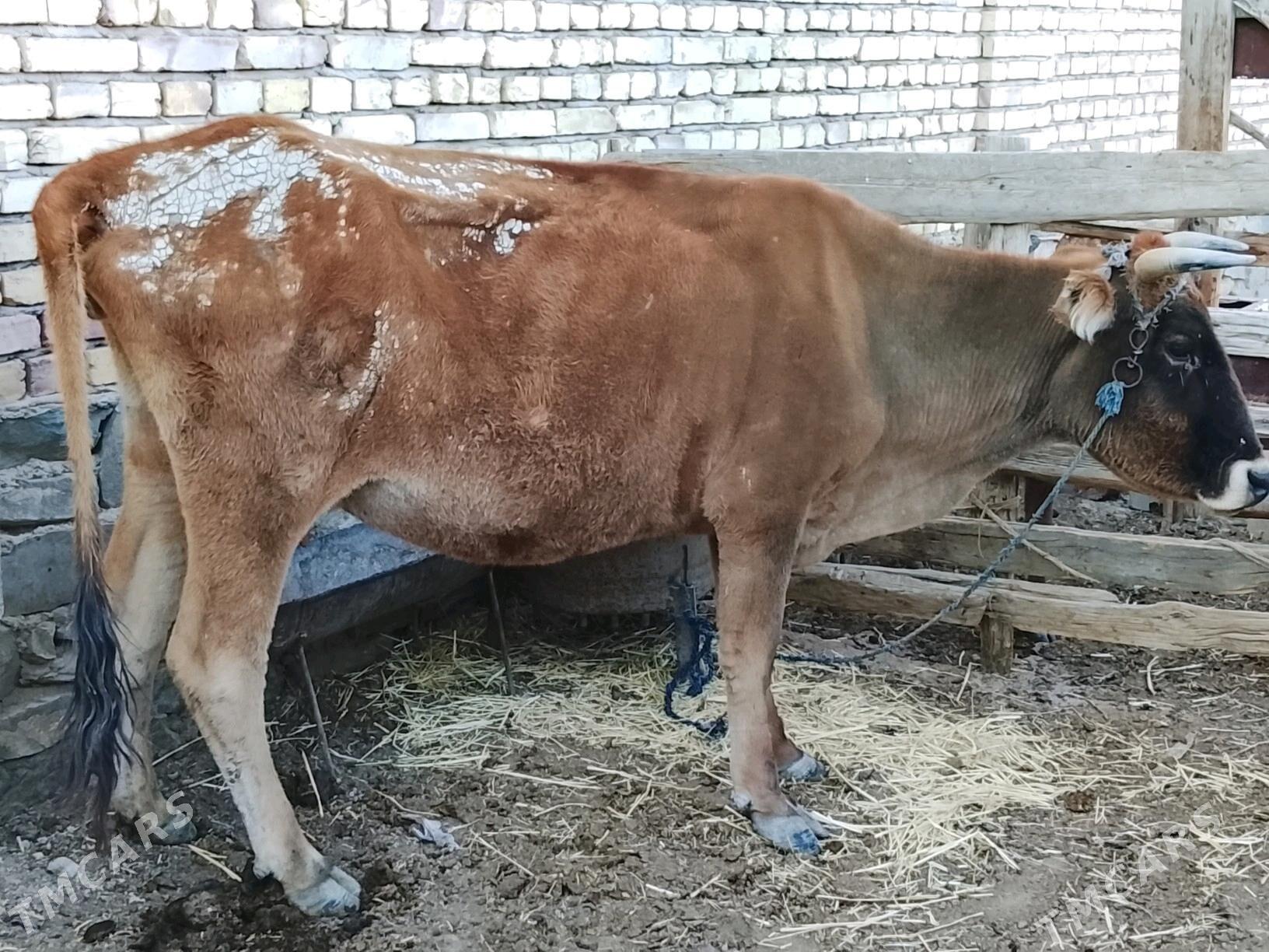 sygyr goleli - Bereket - img 2