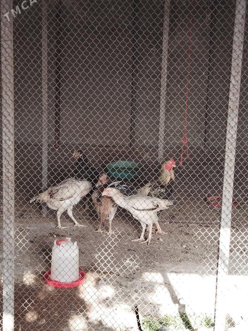 Daşkent towuk - Çoganly - img 2