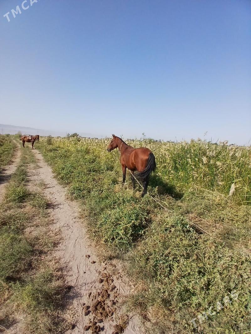 At - Ýaşlyk - img 3