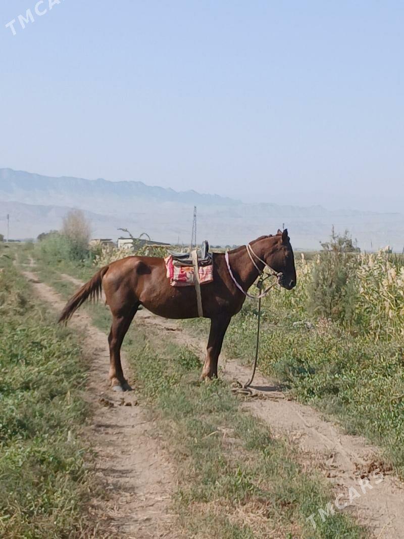 At - Ýaşlyk - img 2