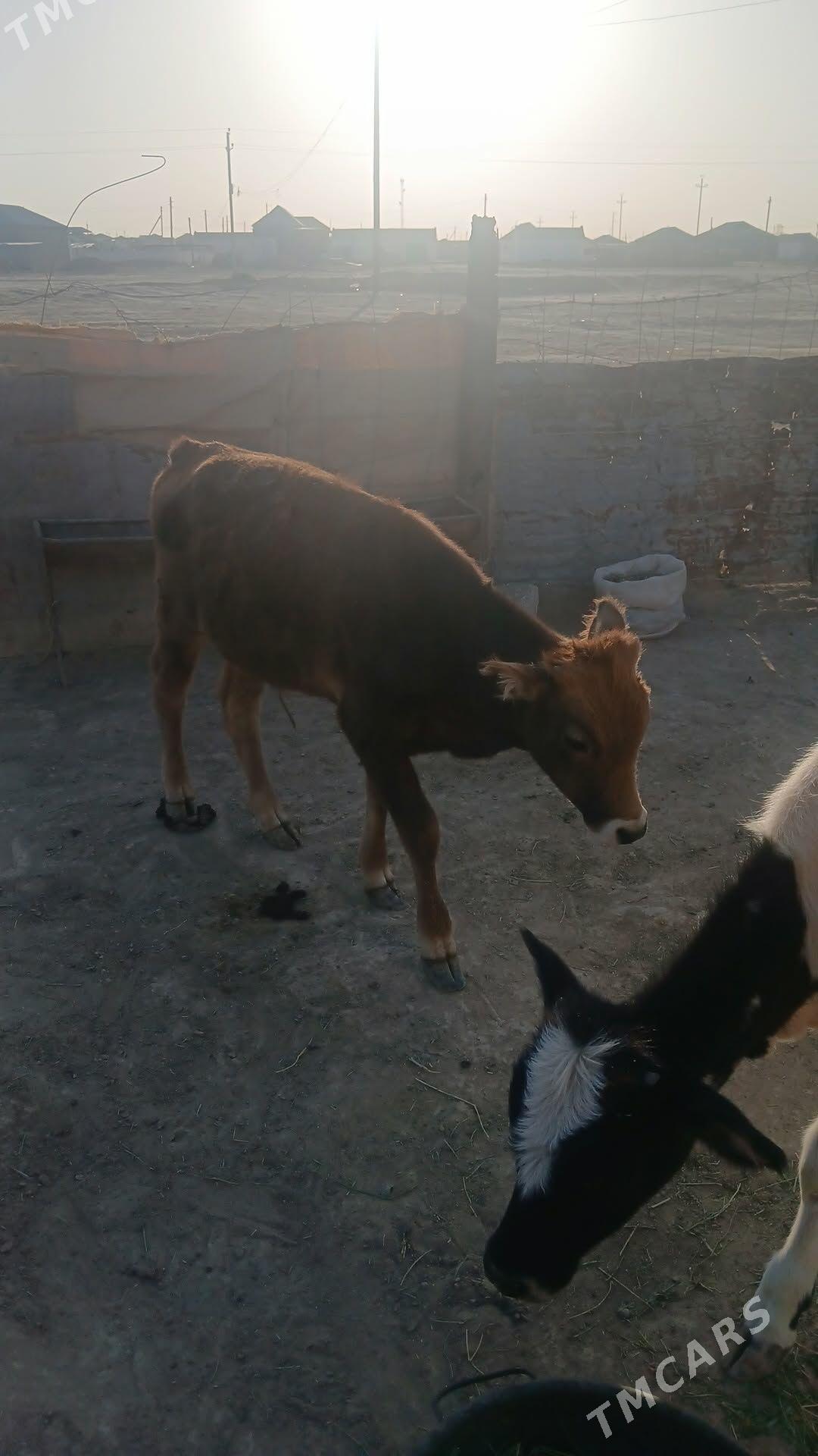 öküz - Эсенгулы - img 2