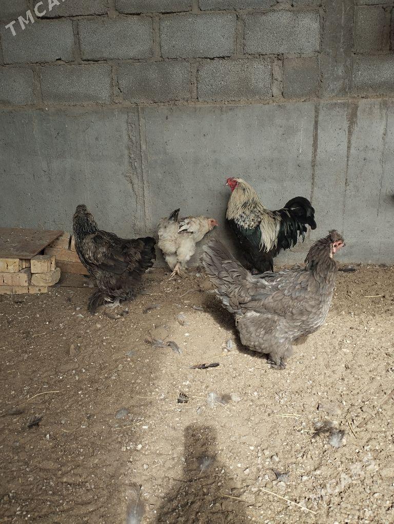 towuk - Гумдаг - img 2