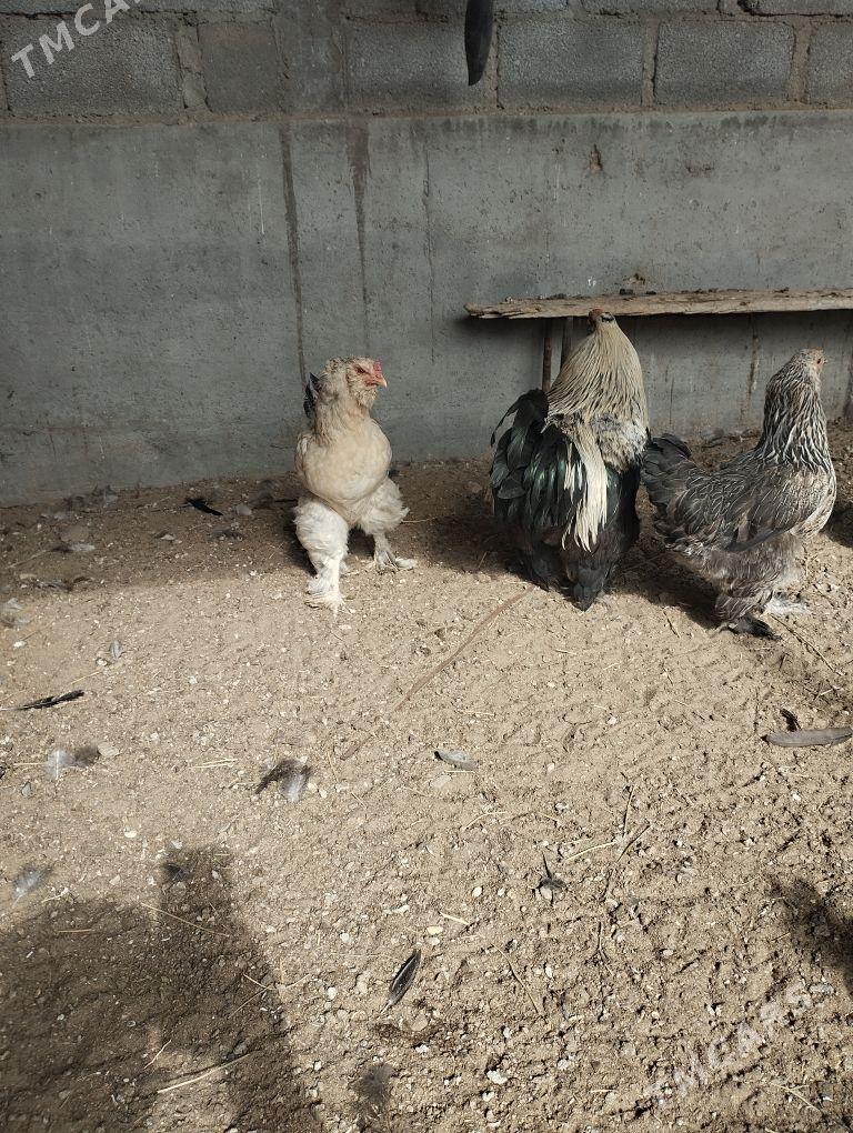 towuk - Гумдаг - img 1