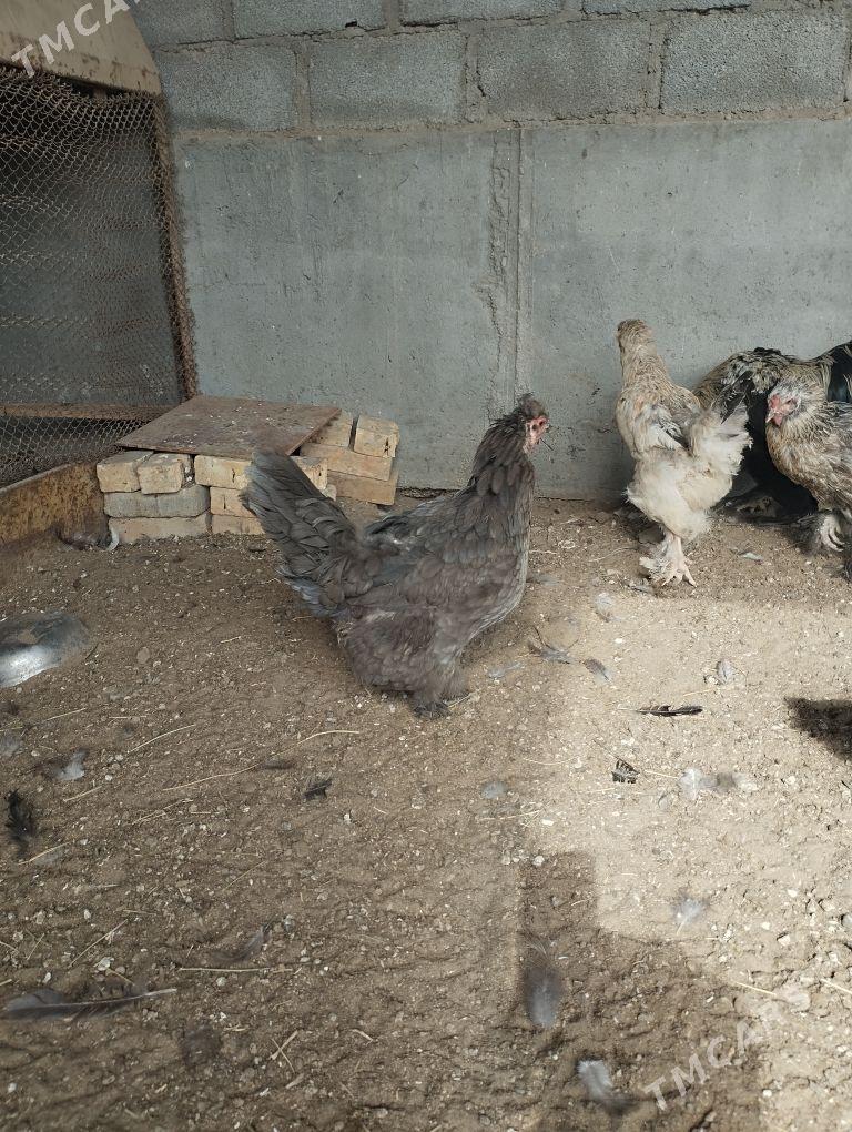 towuk - Гумдаг - img 3