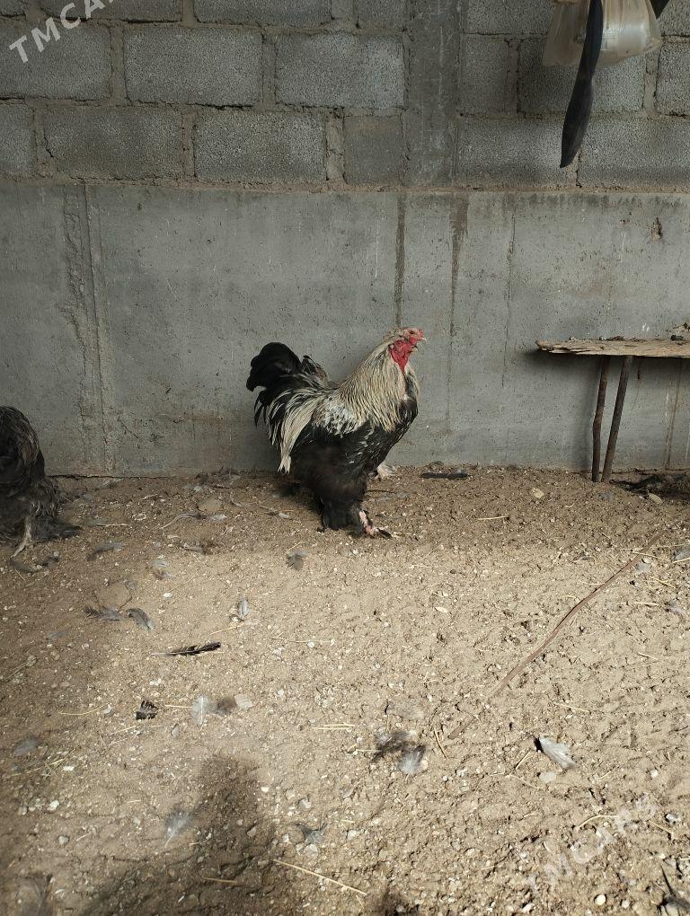 towuk - Гумдаг - img 4