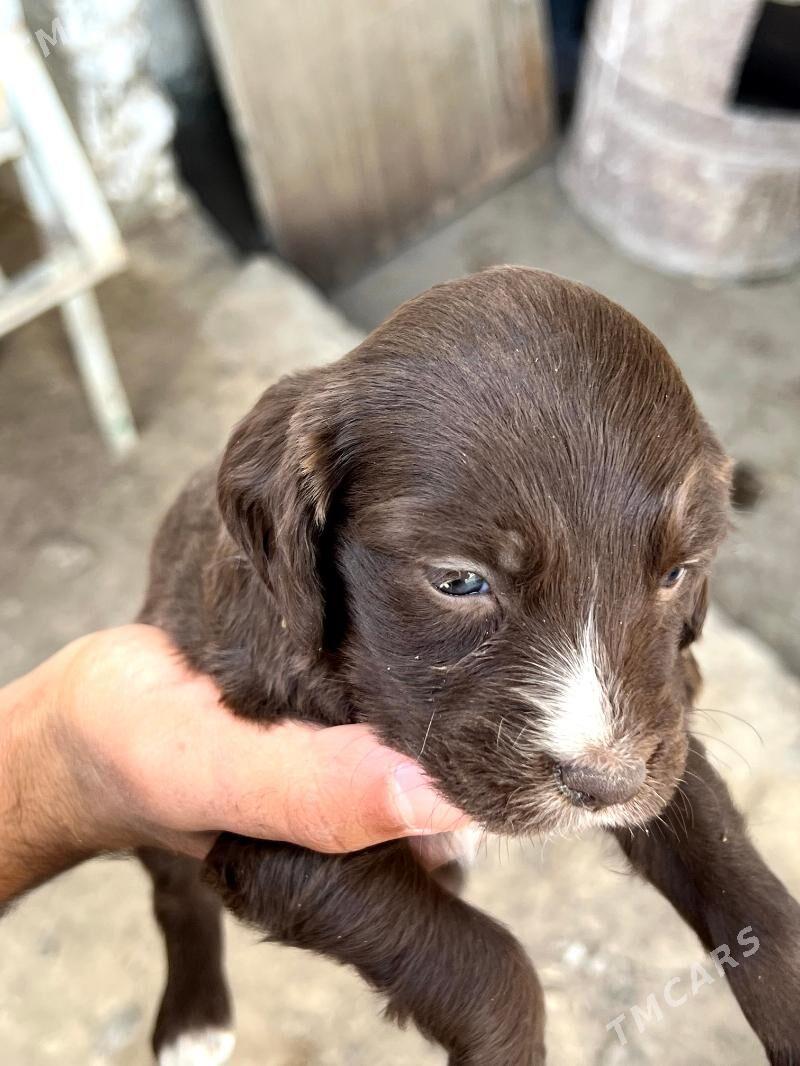 спаниел - Bekrewe - img 2