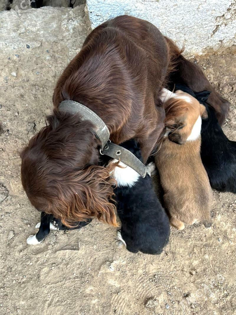 спаниел - Bekrewe - img 3