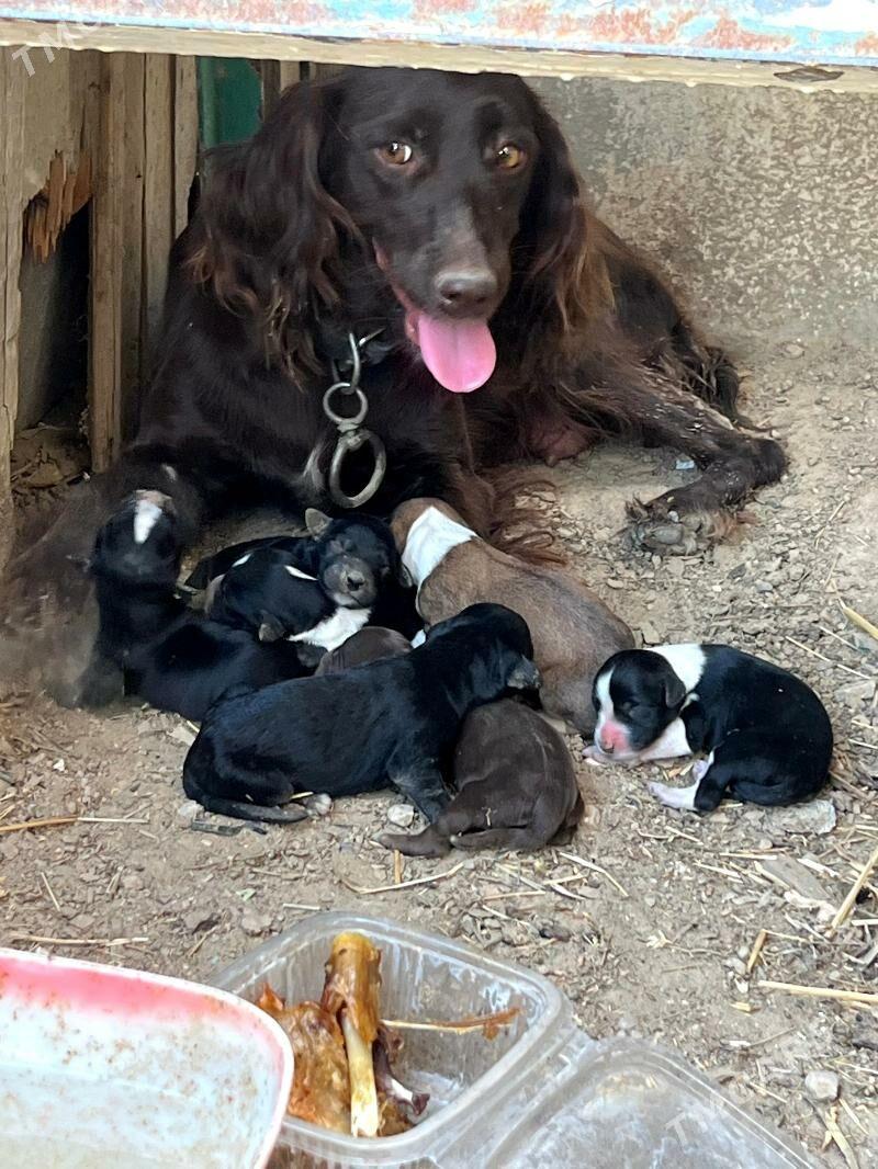 спаниел - Bekrewe - img 9