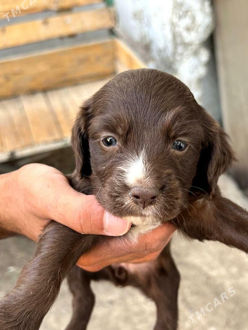 спаниел - Bekrewe - img 8