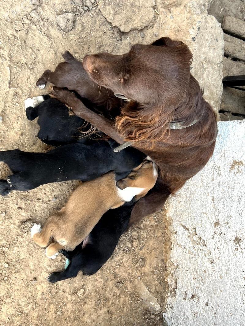 спаниел - Bekrewe - img 5