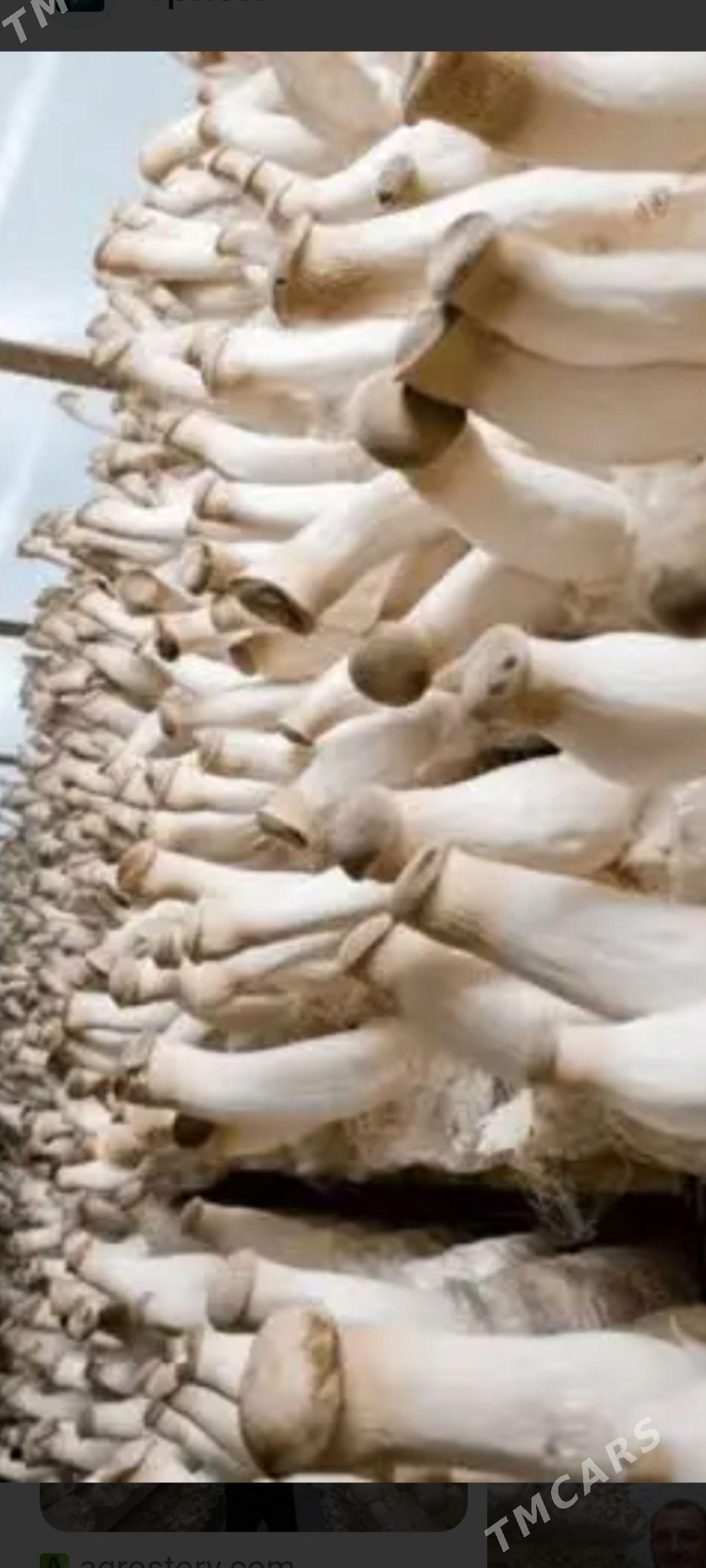 KOMELEK - Ашхабад - img 1