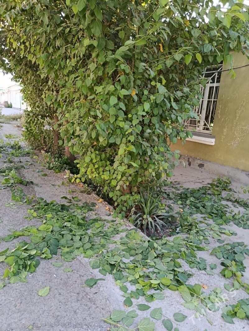 BAG KESMEK - Gagarin köç, köne Howa menzili - img 2