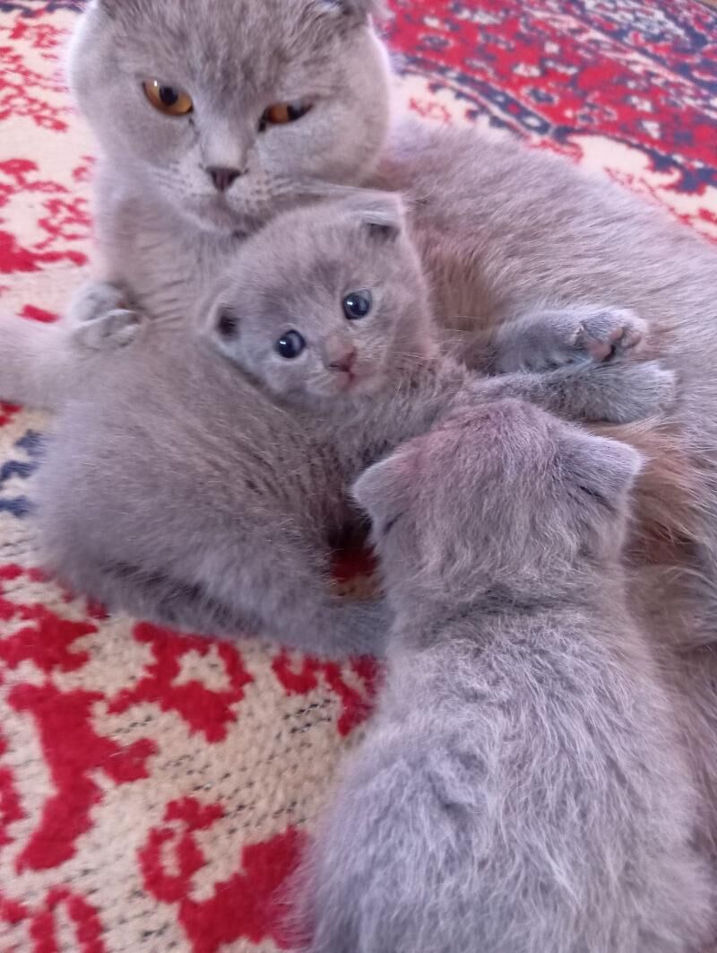 Котята шотландской породы - Мары - img 3