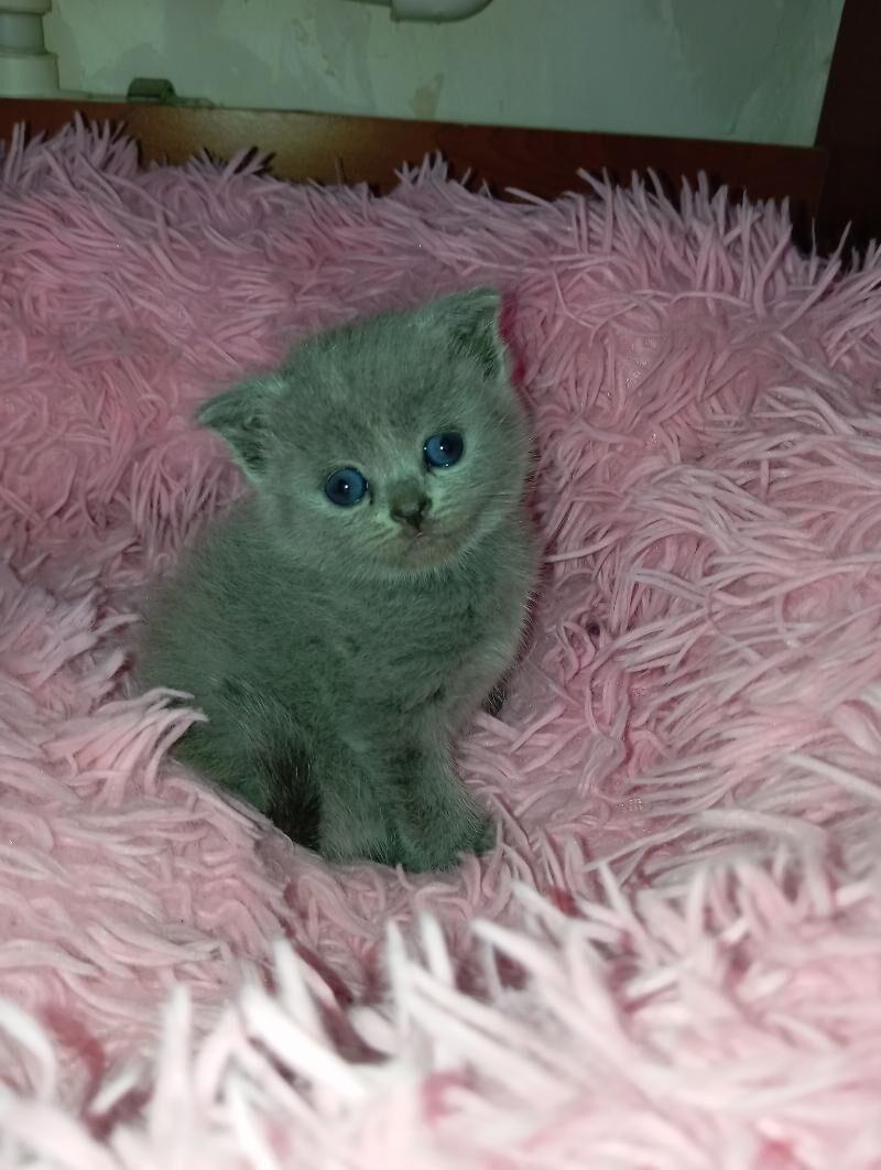 Котята шотландской породы - Мары - img 4