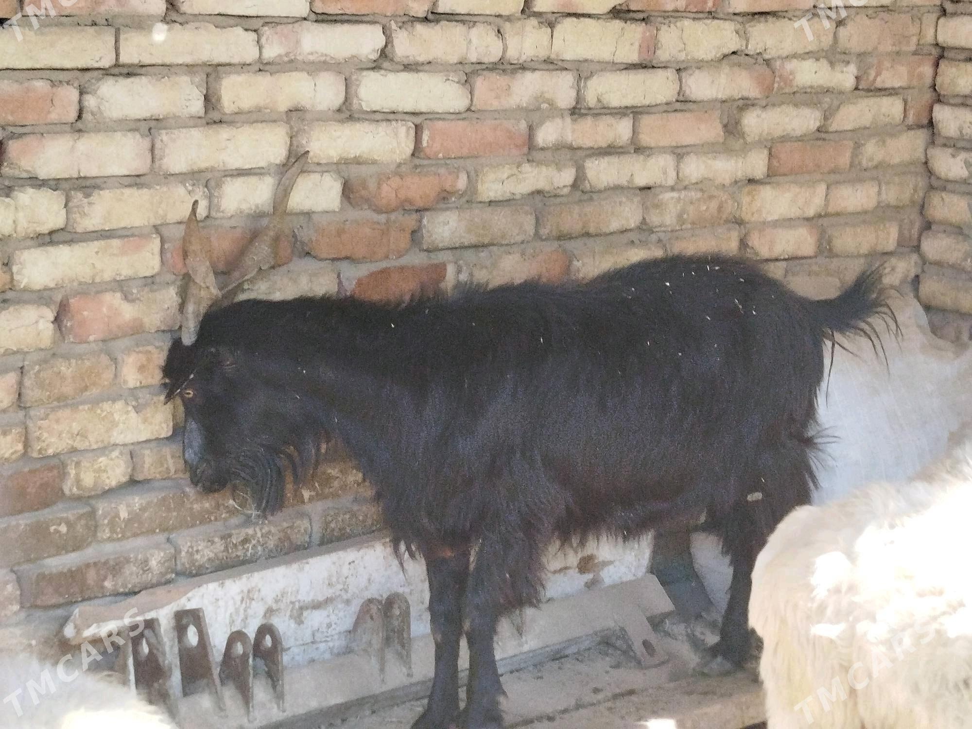Geçi - Мары - img 3